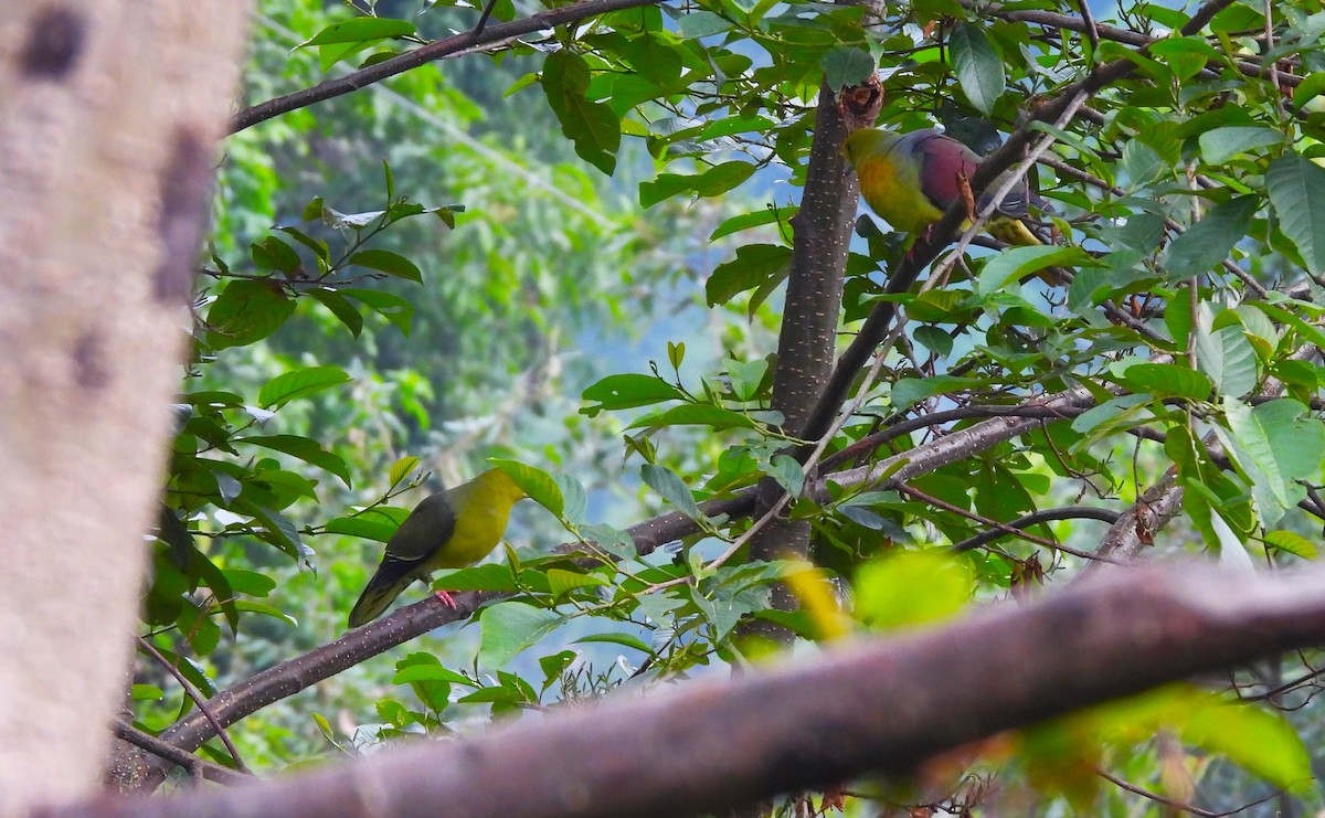 Wedge-tailed Green-Pigeon - ML638012473