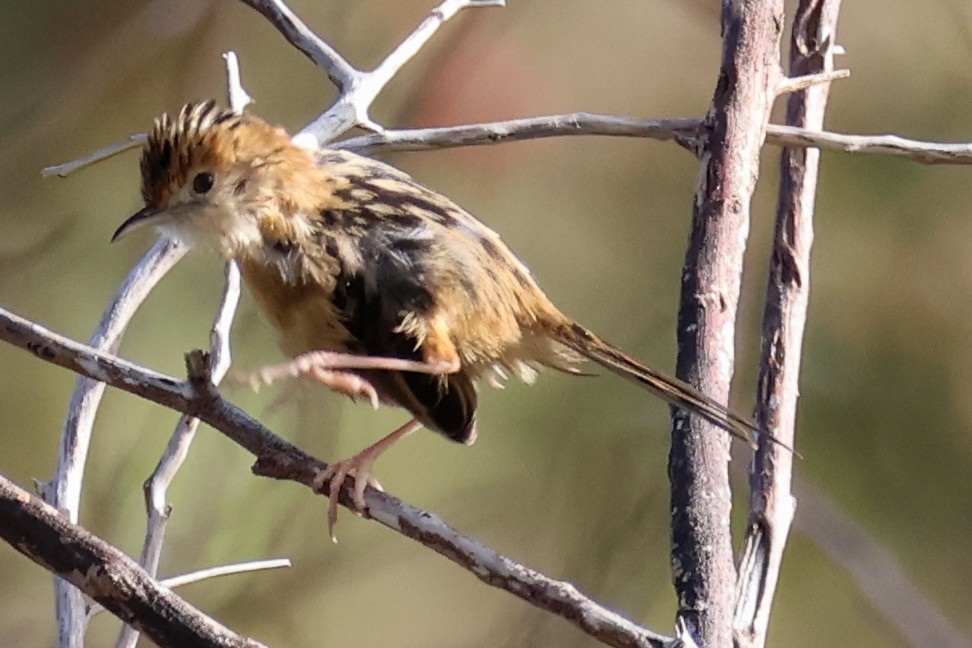 Golden-headed Cisticola - ML638012486