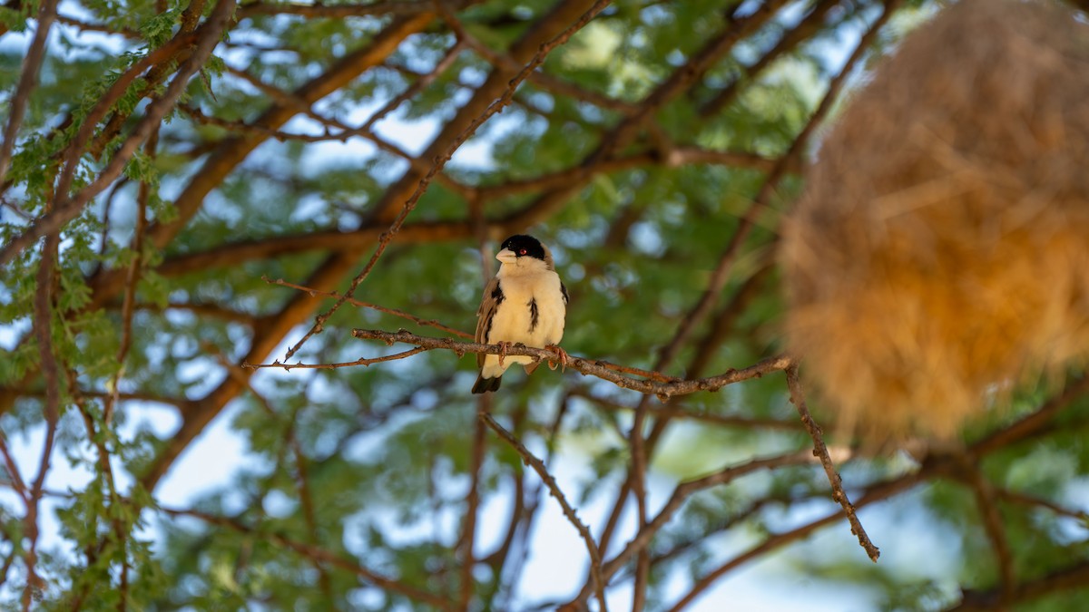 Black-capped Social-Weaver - ML638012498
