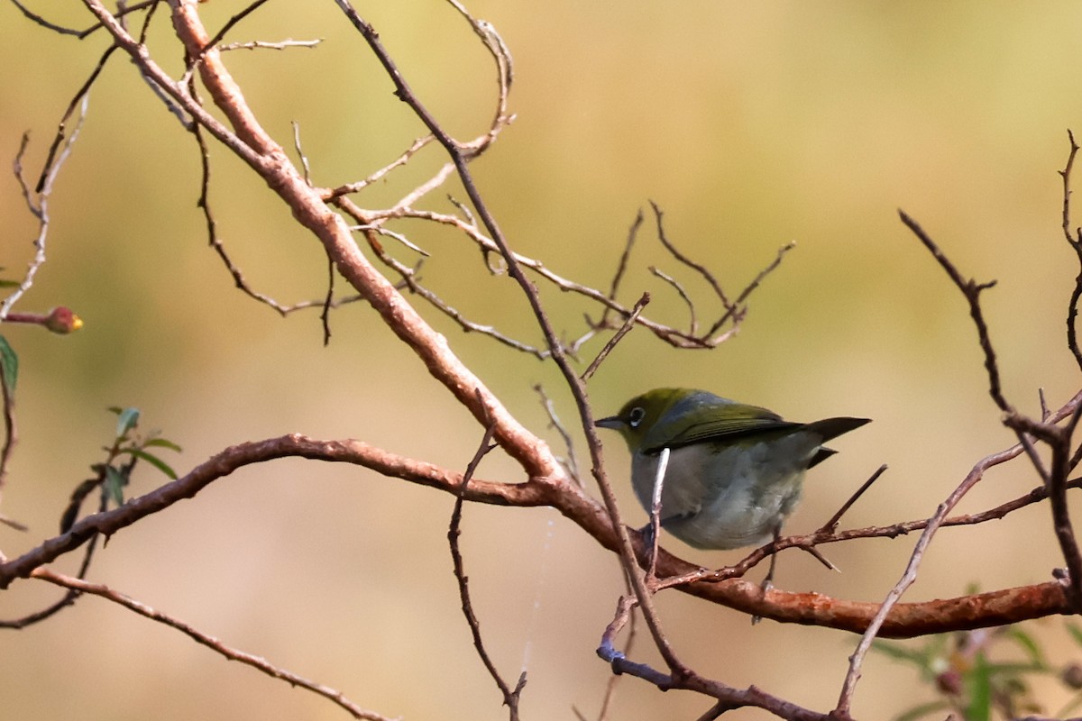 Silvereye - ML638012508