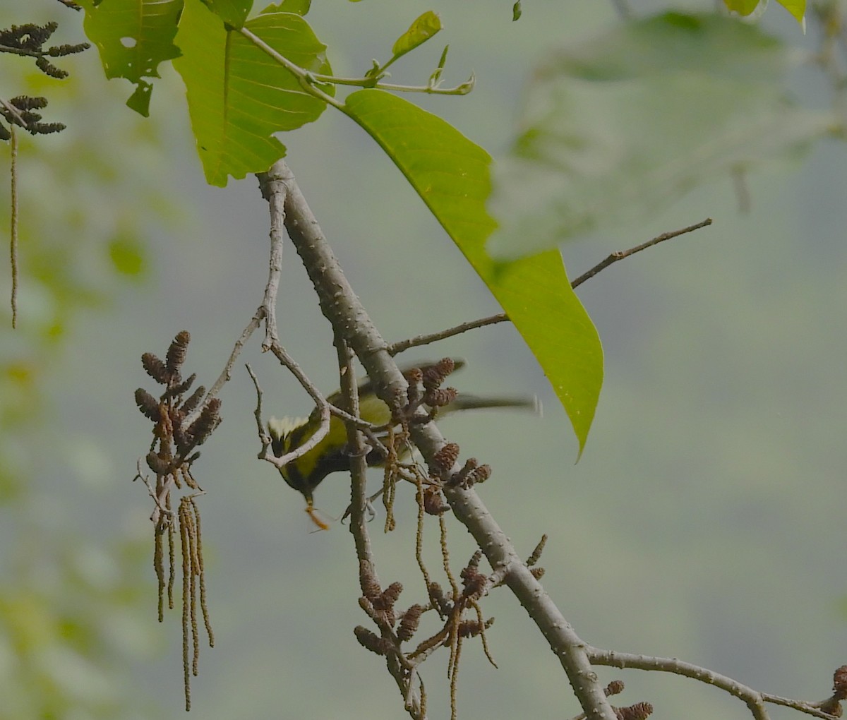 Himalayan Black-lored Tit - ML638012515