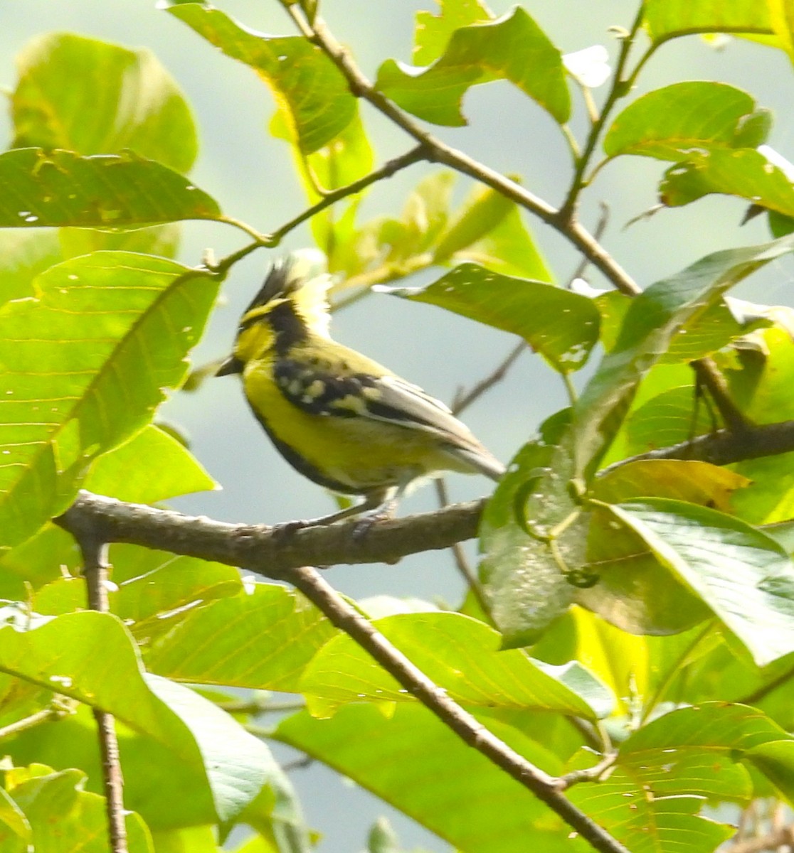 Himalayan Black-lored Tit - ML638012516