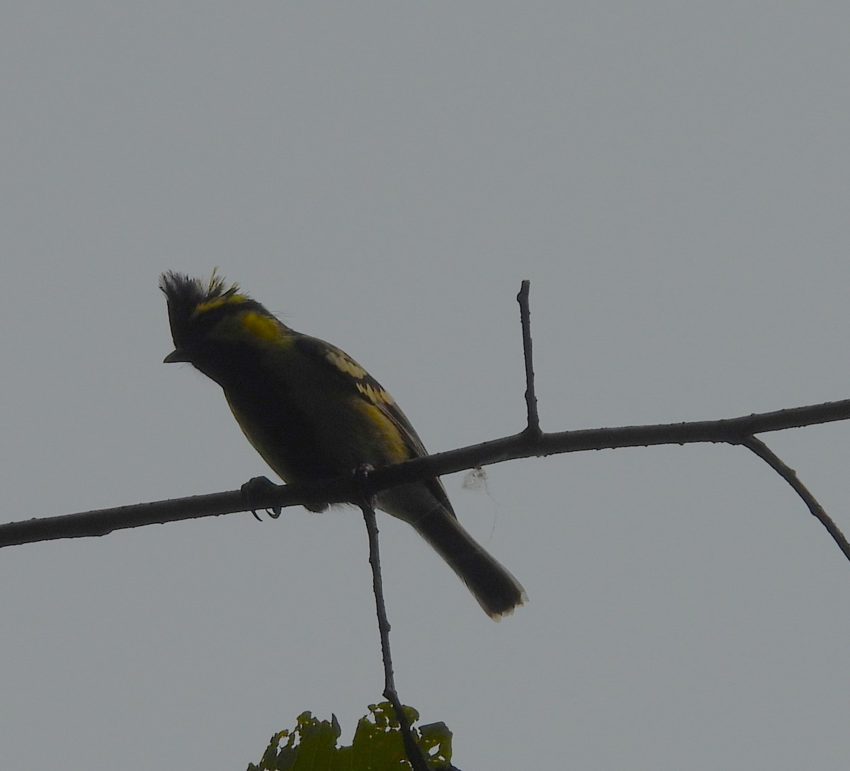 Himalayan Black-lored Tit - ML638012517