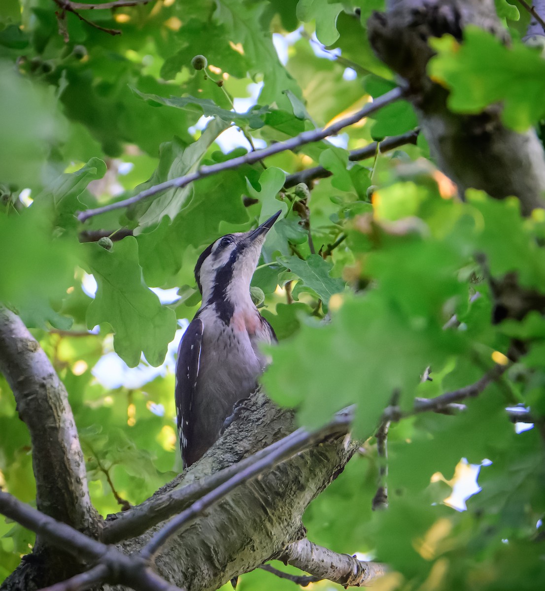 Syrian Woodpecker - ML638012522