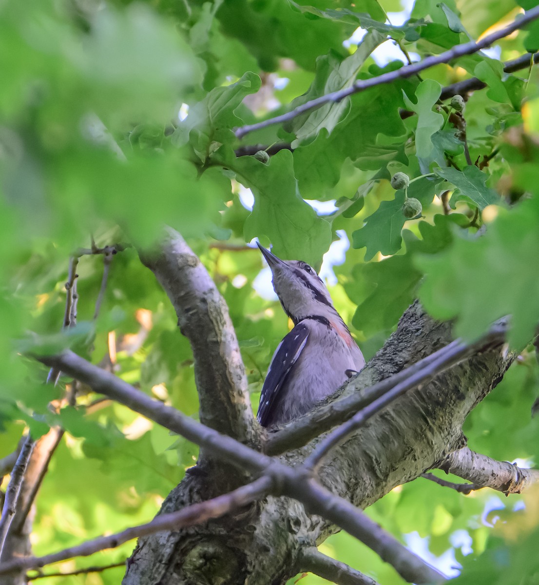 Syrian Woodpecker - ML638012523