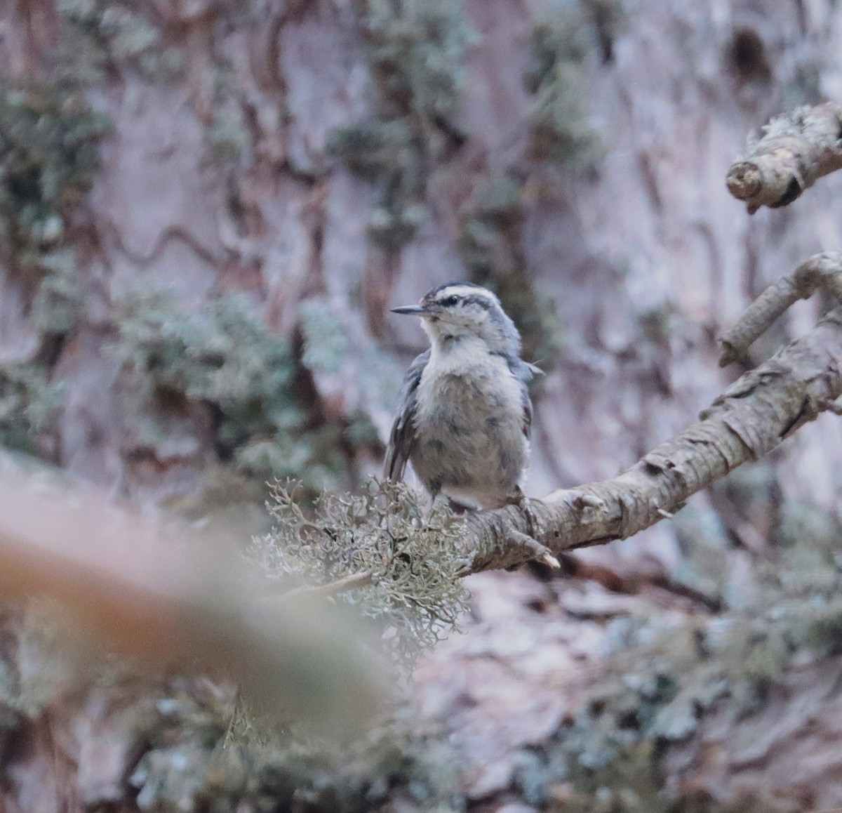 Corsican Nuthatch - ML638012547