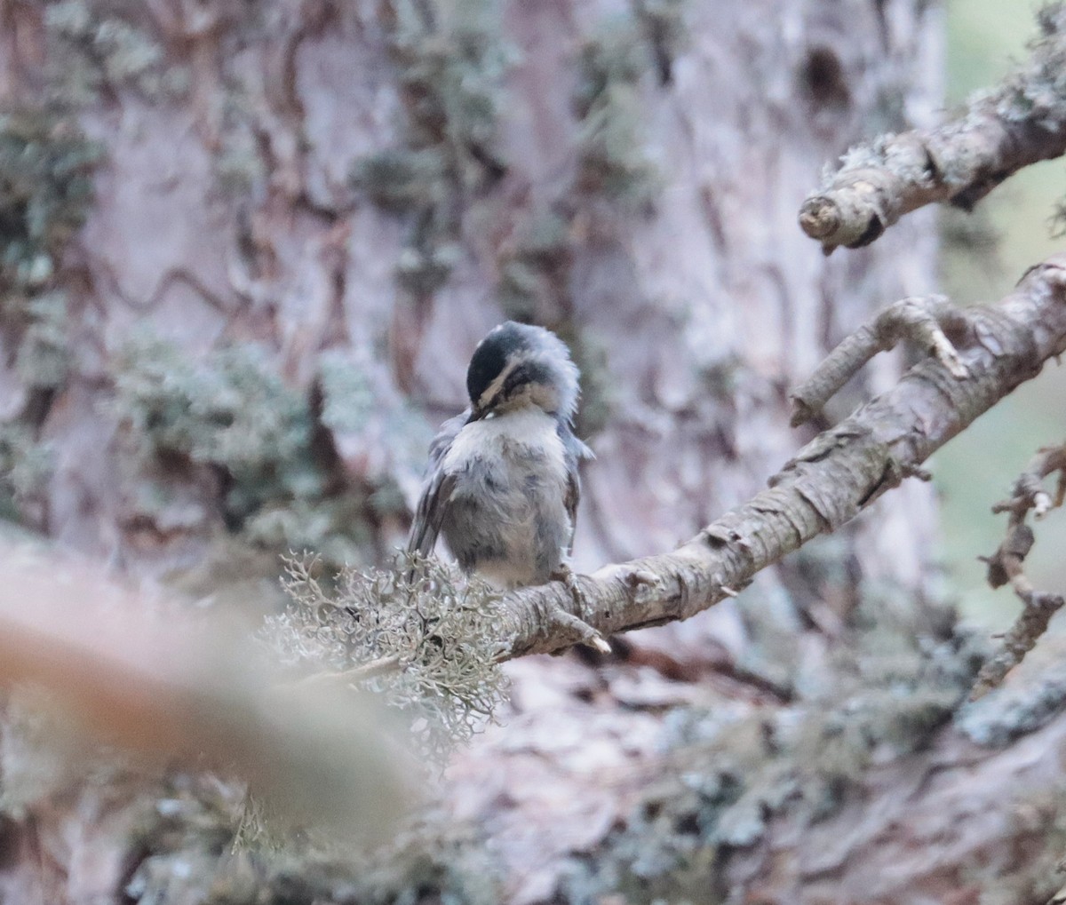 Corsican Nuthatch - ML638012548