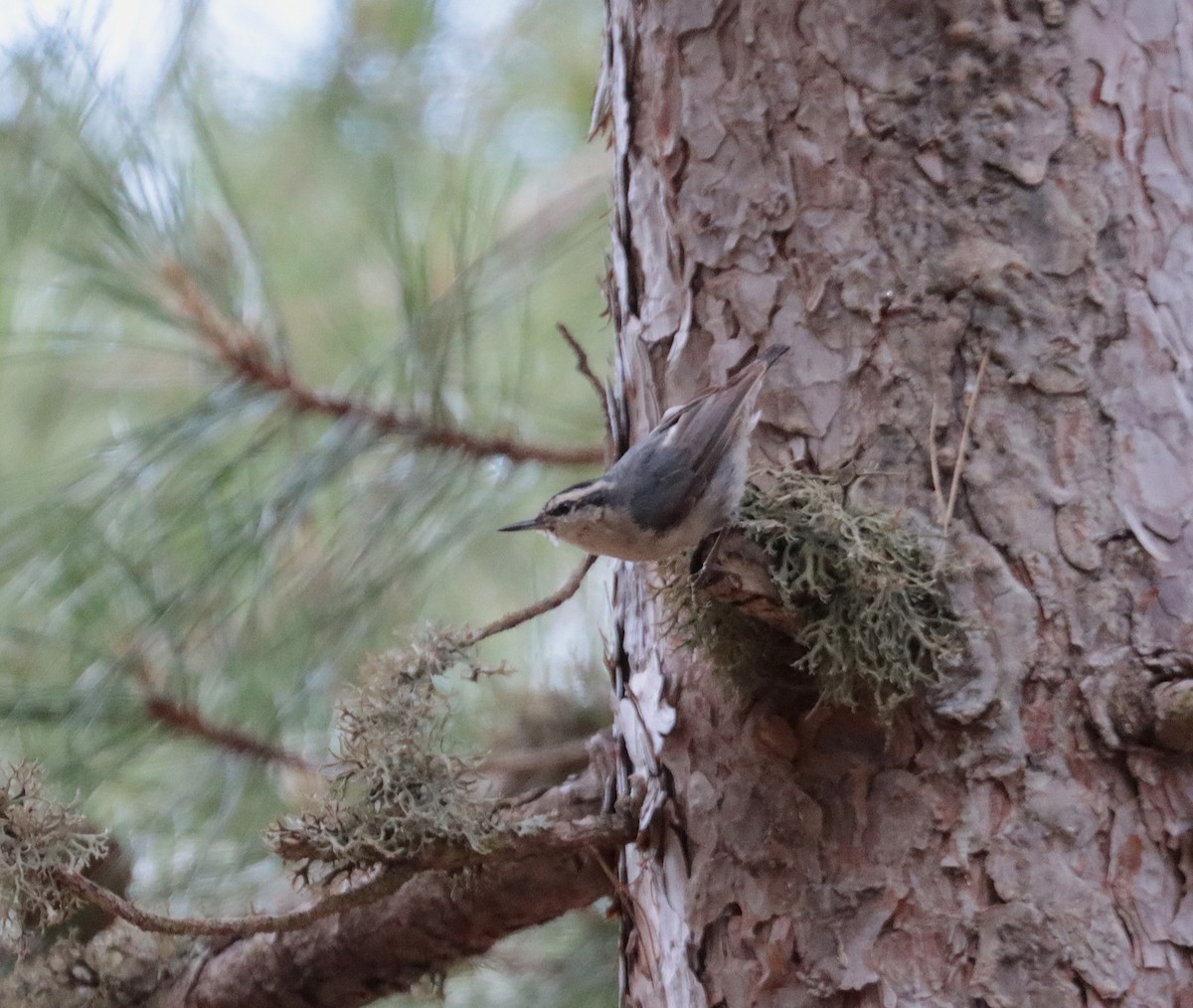 Corsican Nuthatch - ML638012549