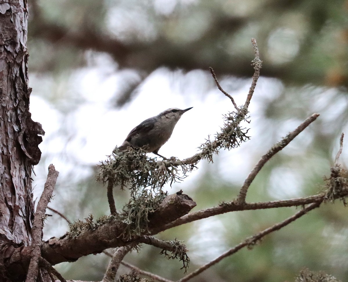 Corsican Nuthatch - ML638012551