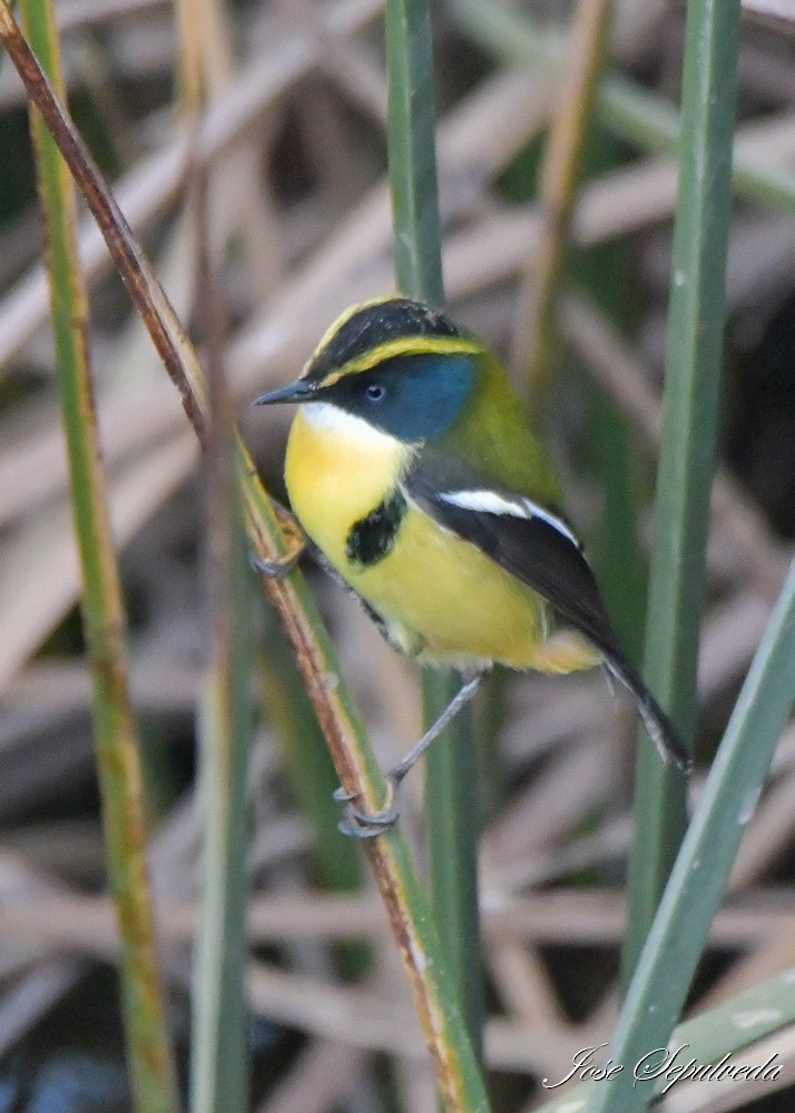 Many-colored Rush Tyrant - ML638012564