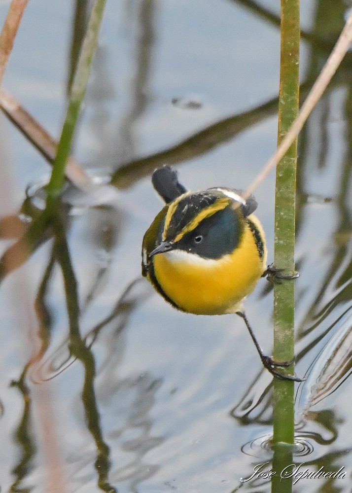 Many-colored Rush Tyrant - ML638012566
