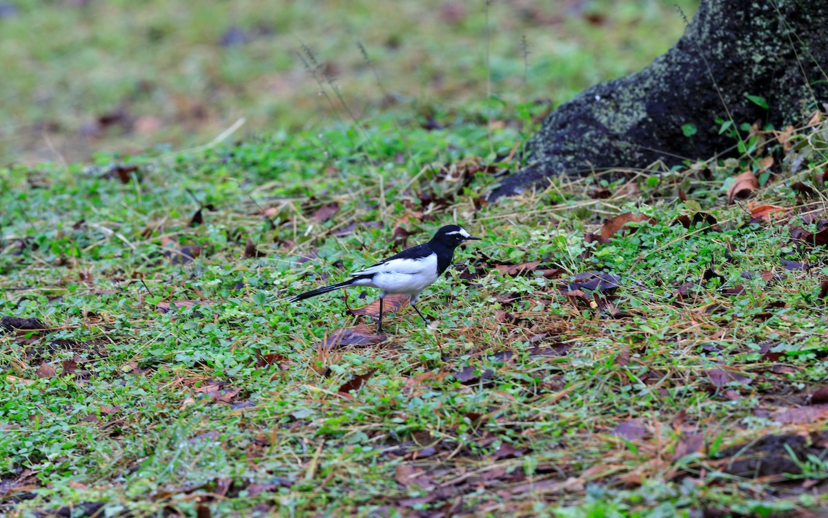 Japanese Wagtail - ML638012577