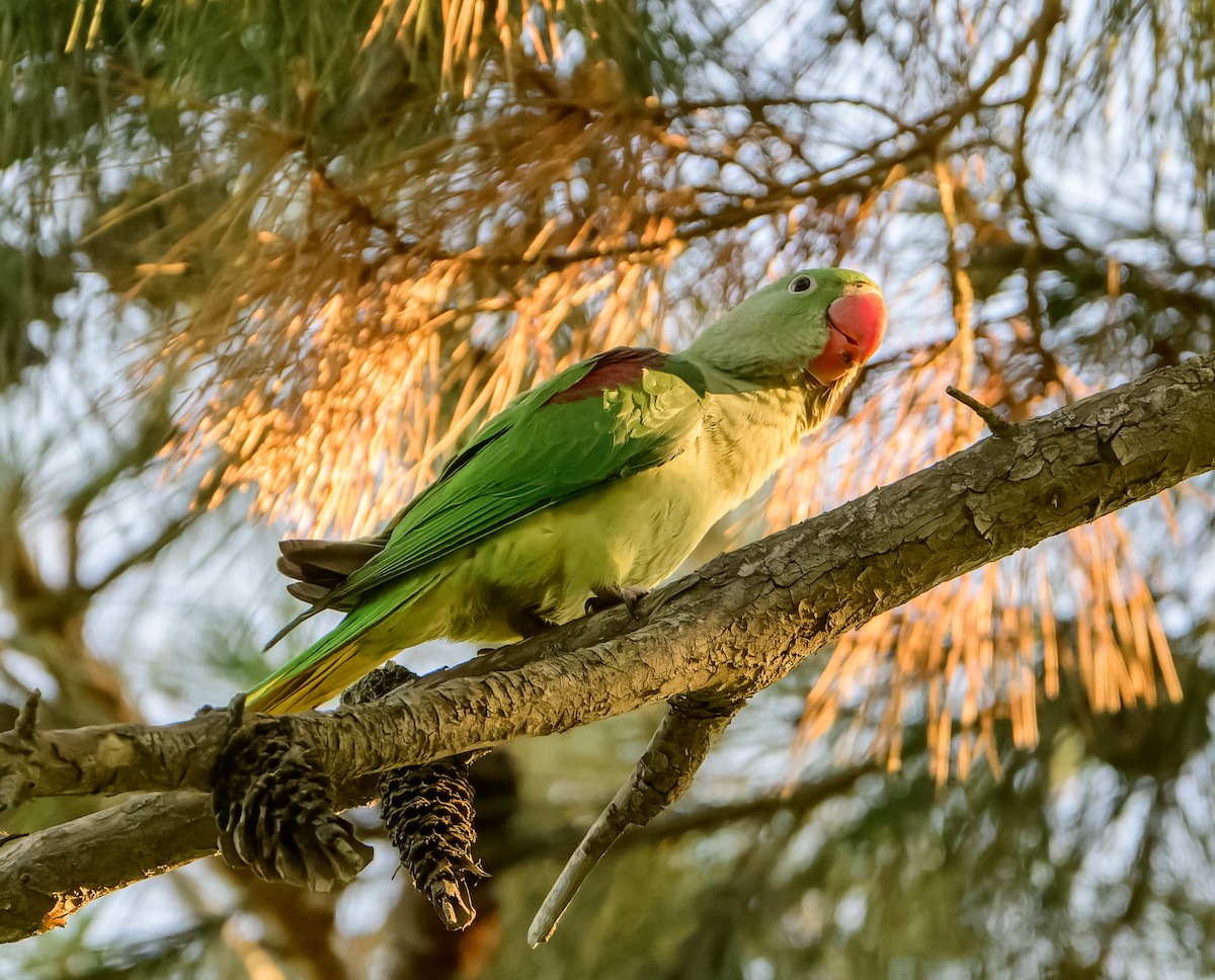 オオホンセイインコ - ML638012590