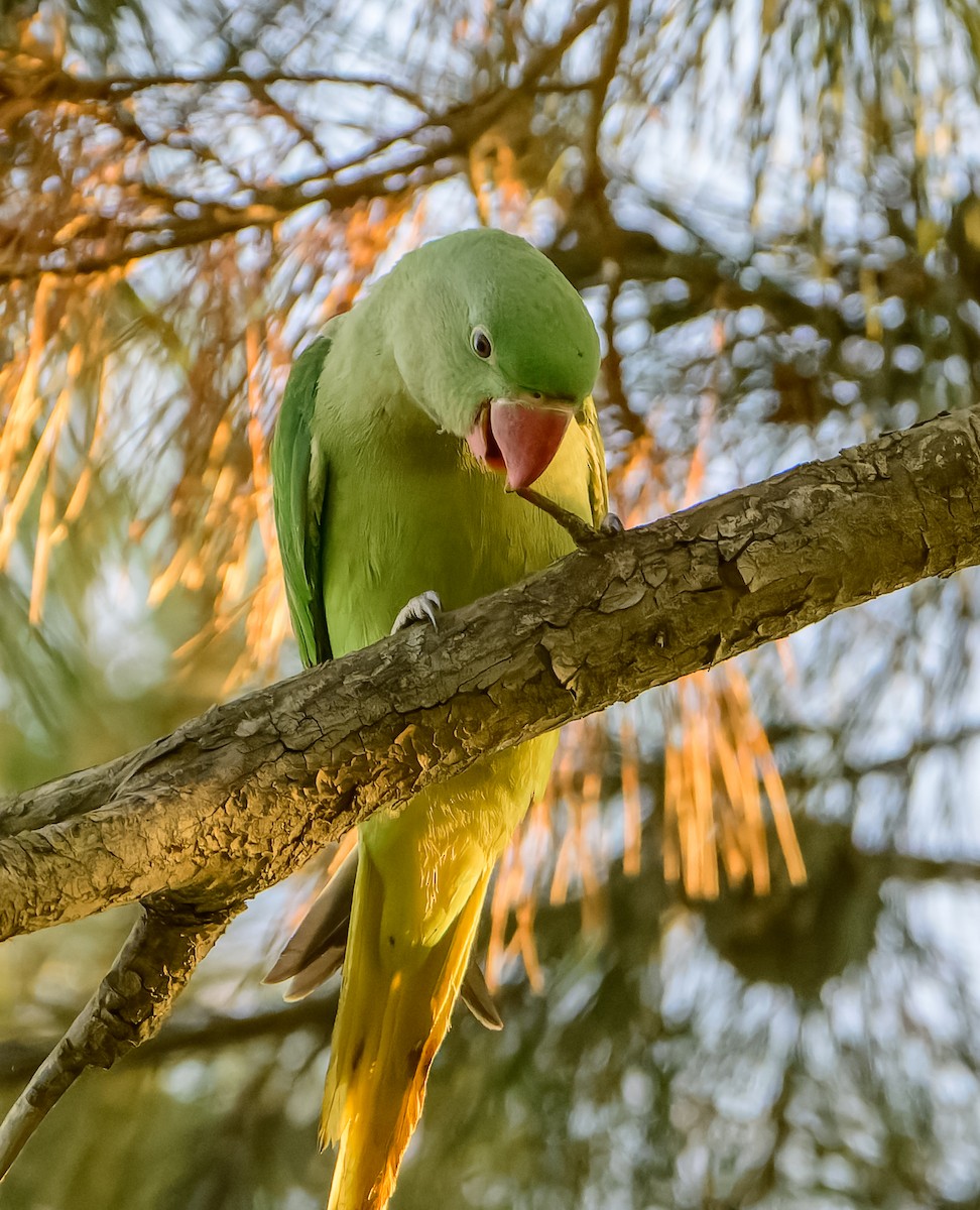 オオホンセイインコ - ML638012592