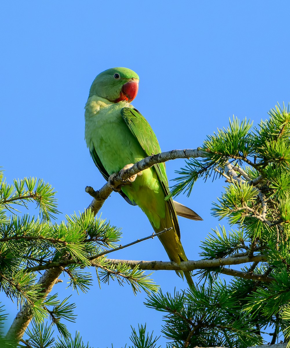 オオホンセイインコ - ML638012594