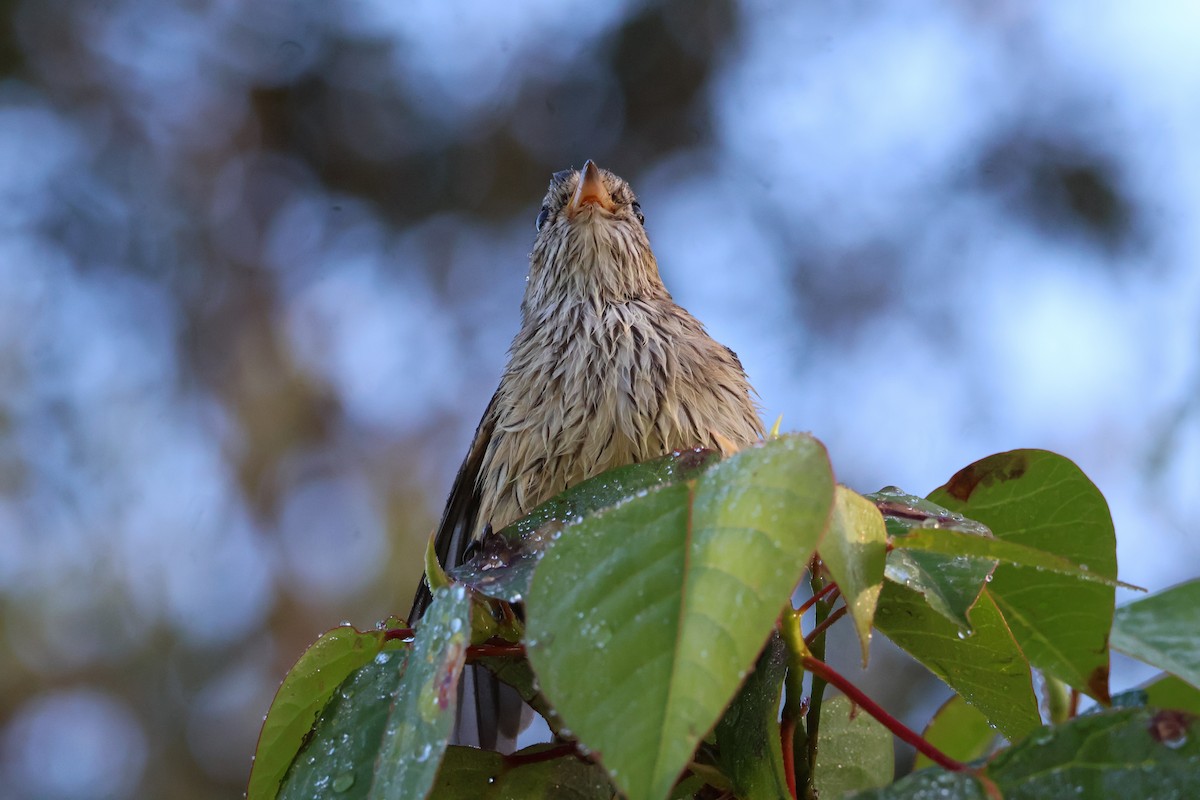 Rufous Whistler - ML638012602