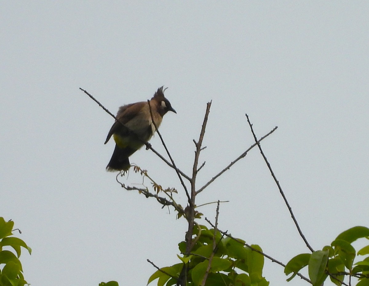 Himalayan Bulbul - ML638012614