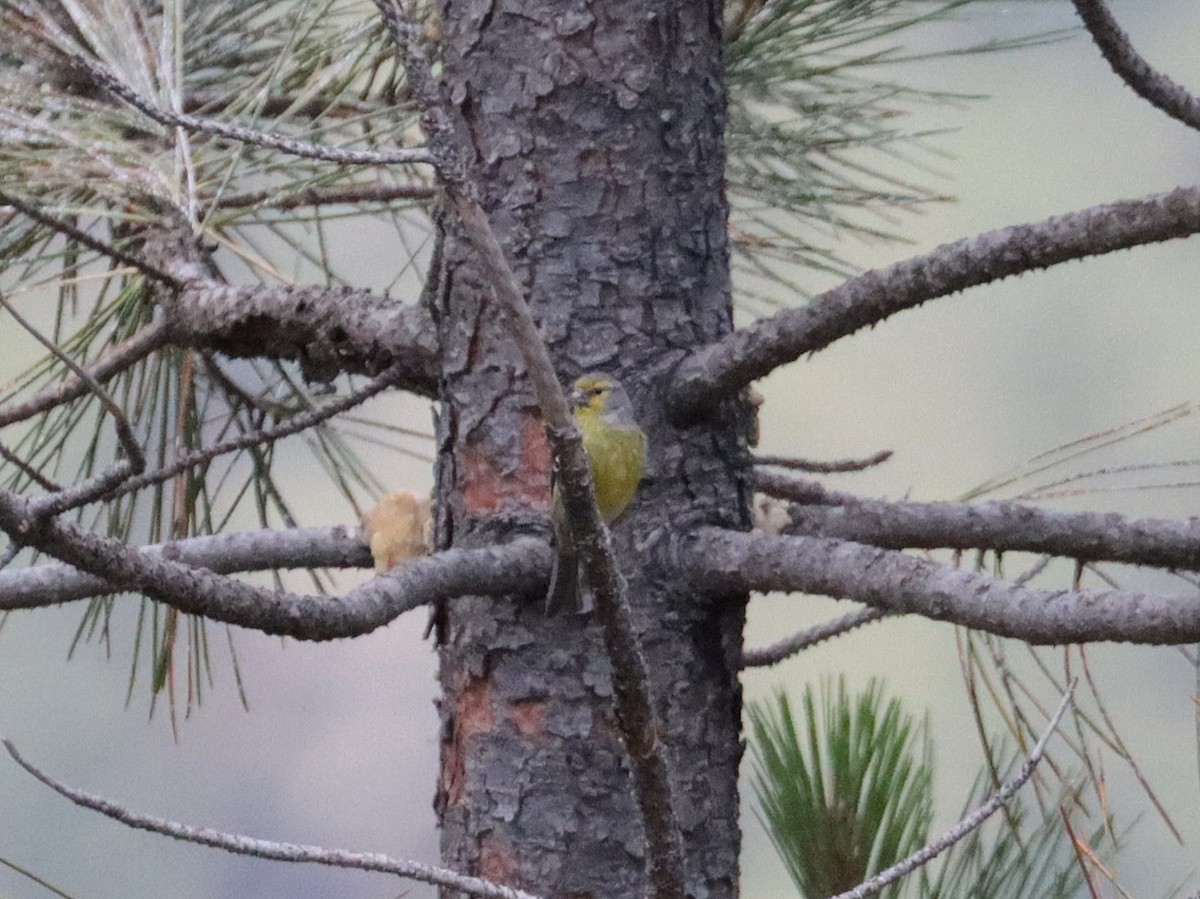 Corsican Finch - ML638012618