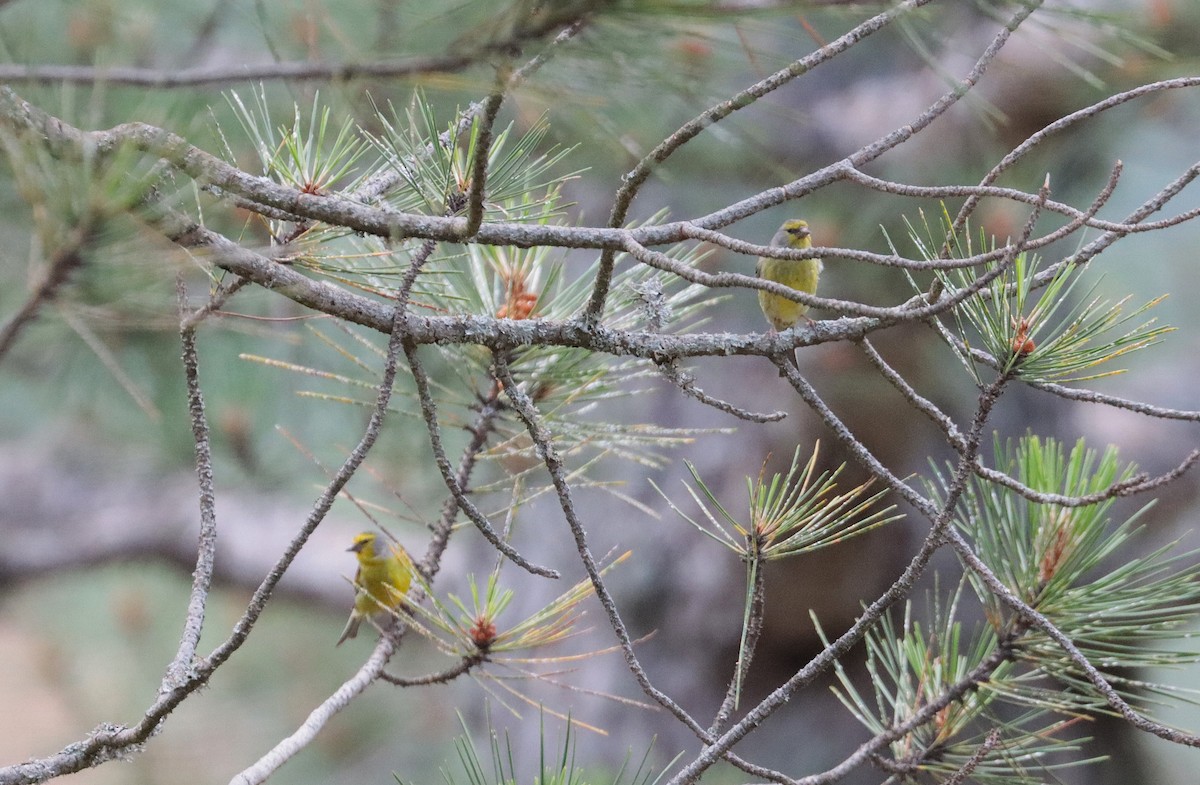 Corsican Finch - ML638012619