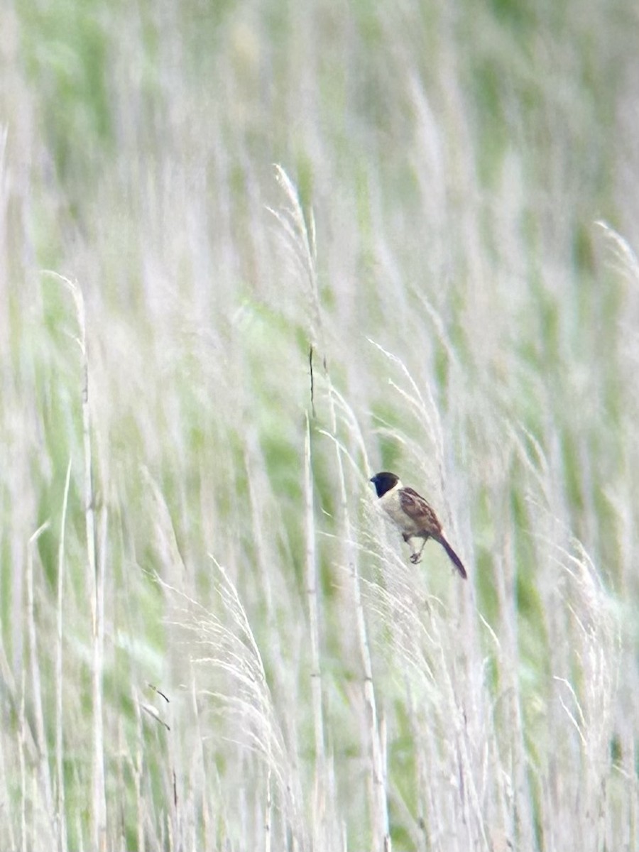 Ochre-rumped Bunting - ML638012630