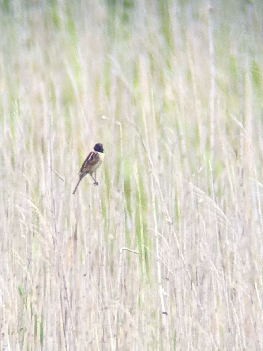 Ochre-rumped Bunting - ML638012631