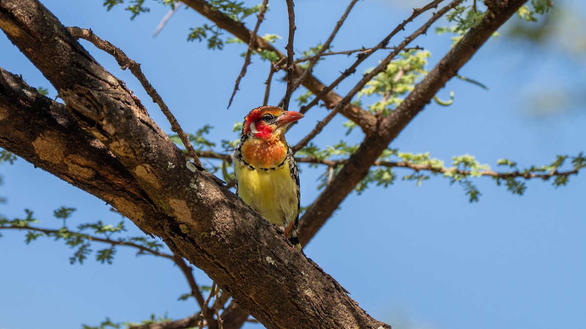 Red-and-yellow Barbet - ML638012635