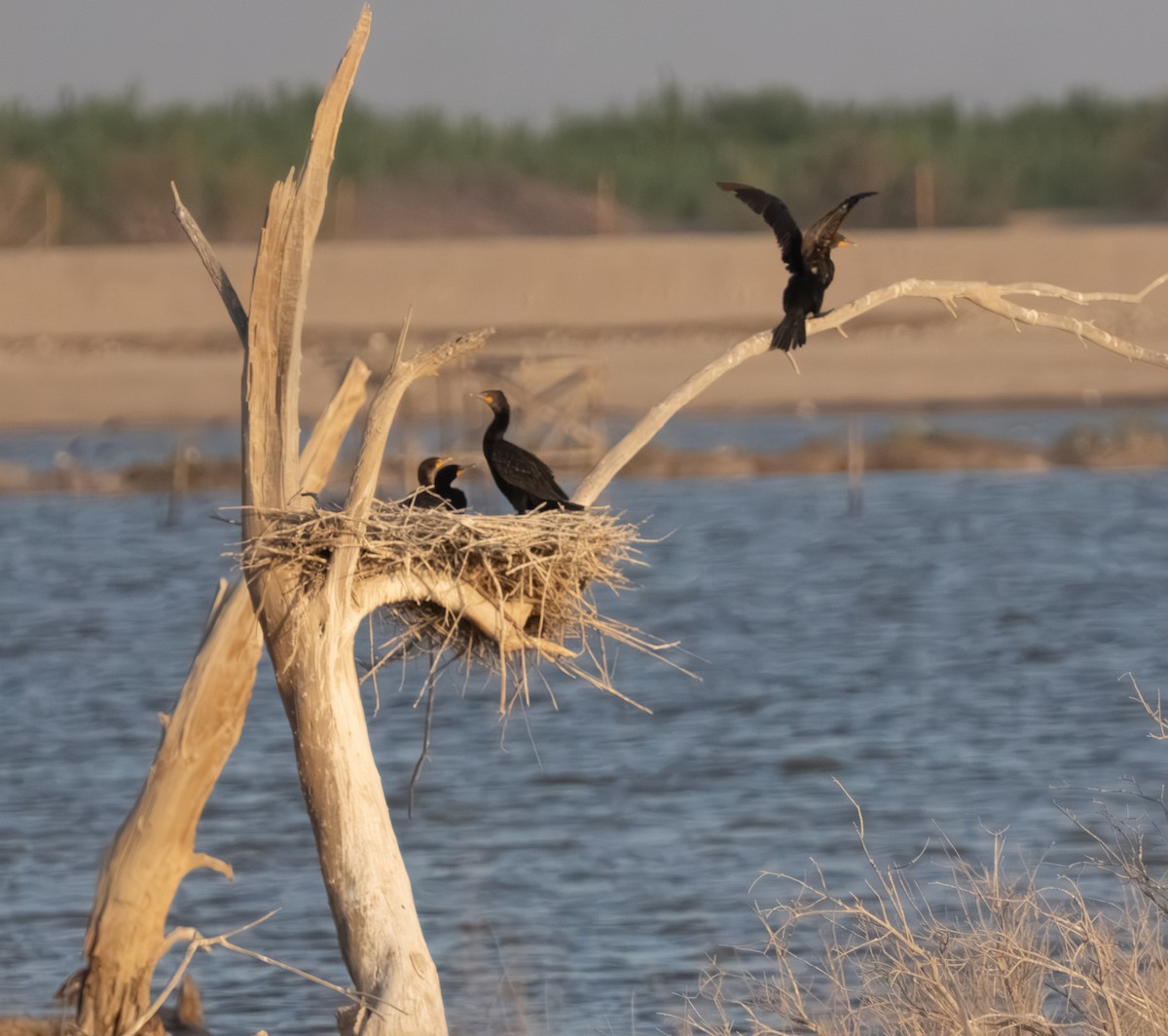 Double-crested Cormorant - ML638012645