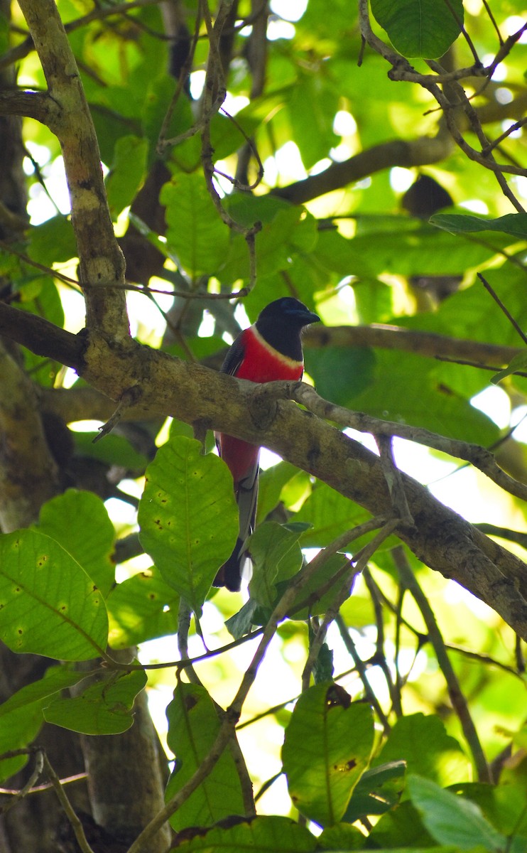 Malabar Trogon - ML638012648