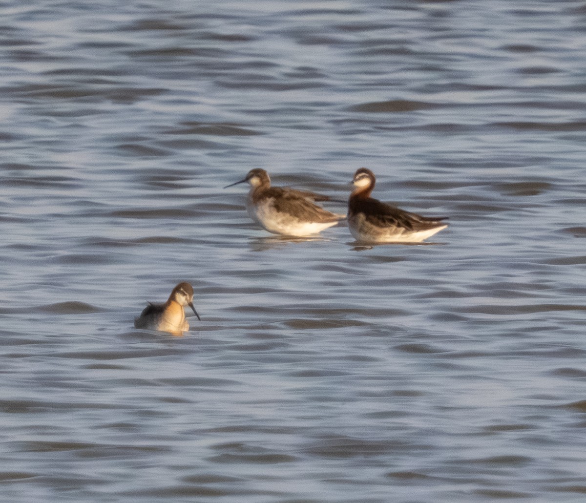 Phalarope de Wilson - ML638012666