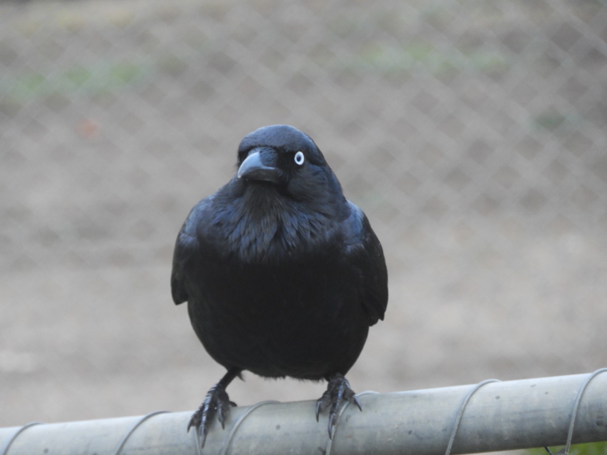 Little Raven - ML638012693