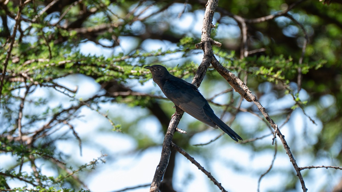 Black Cuckoo - ML638012701