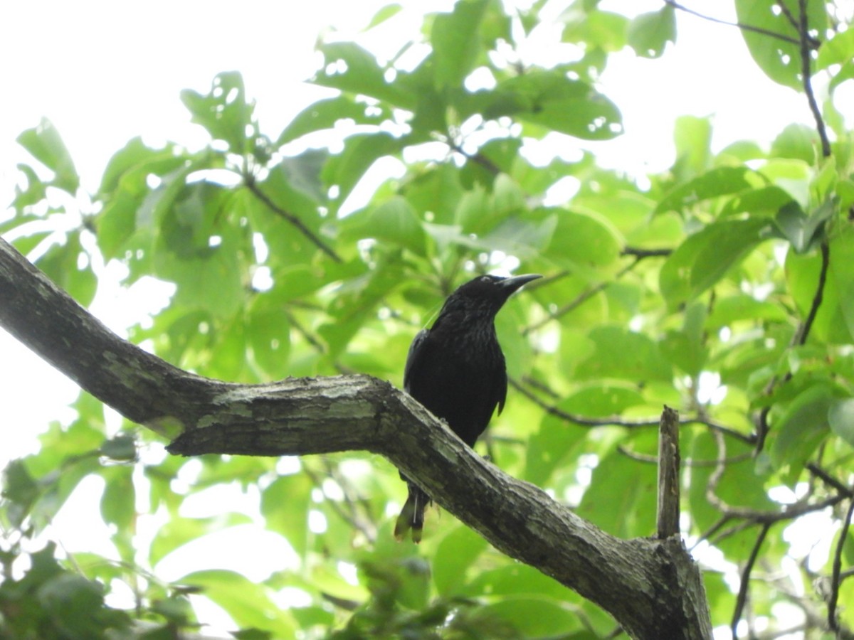 Hair-crested Drongo - ML638012725