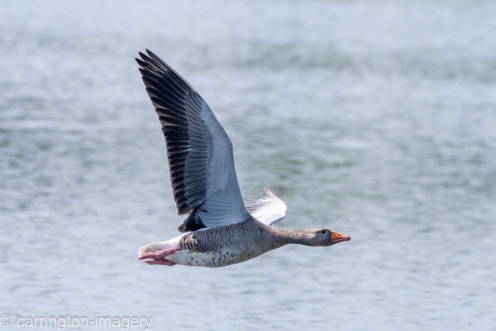 Graylag Goose - ML638012735
