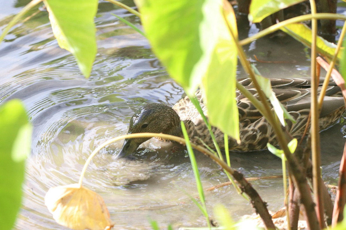 Hawaiian Duck - ML638012740