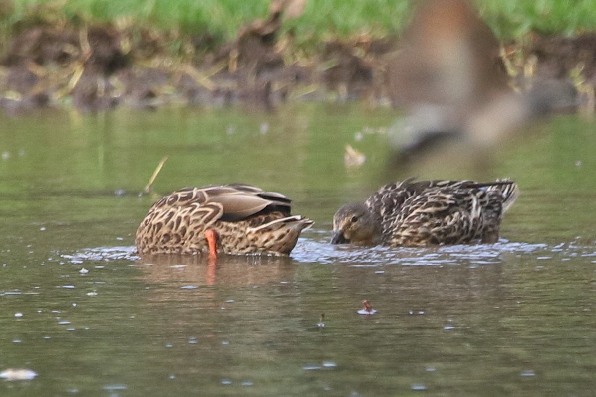 Hawaiian Duck - ML638012741
