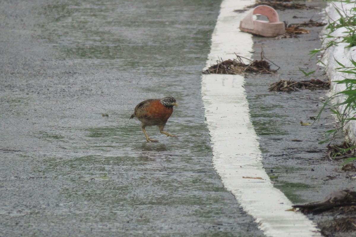 Spotted Buttonquail - ML638012758