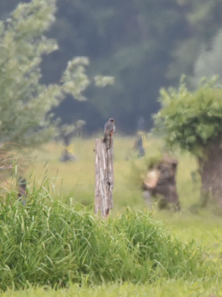 Red-footed Falcon - ML638012759