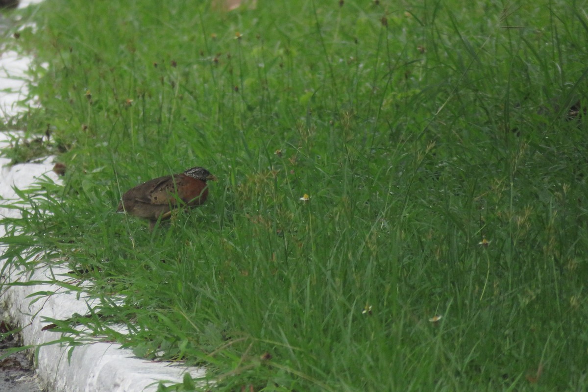 Spotted Buttonquail - ML638012762
