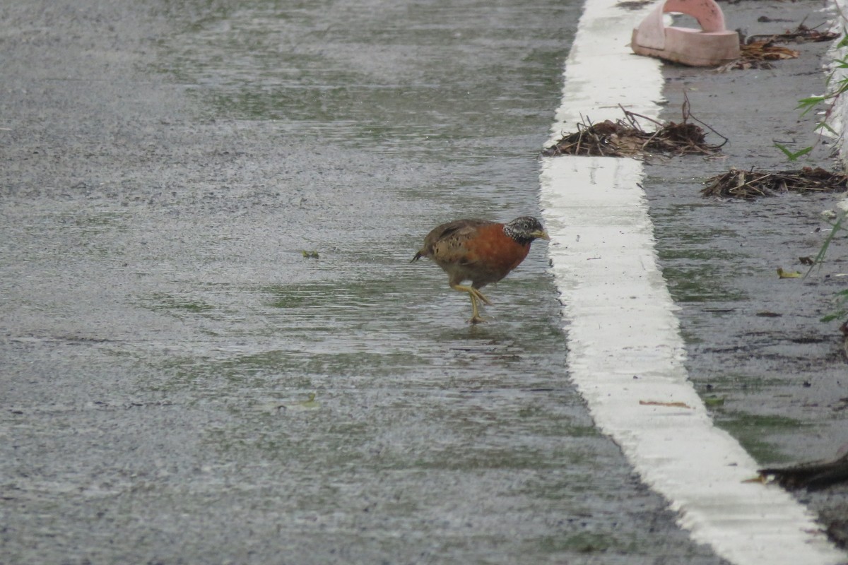Spotted Buttonquail - ML638012763