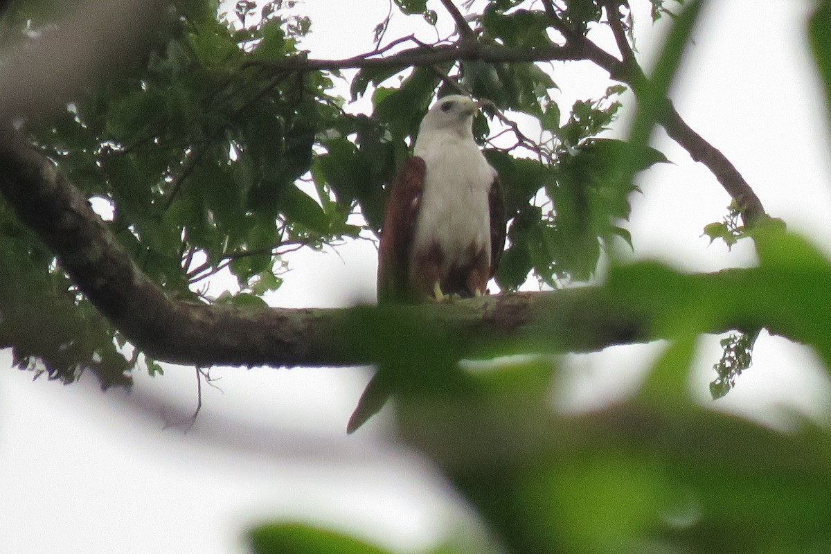 栗鳶 - ML638012766