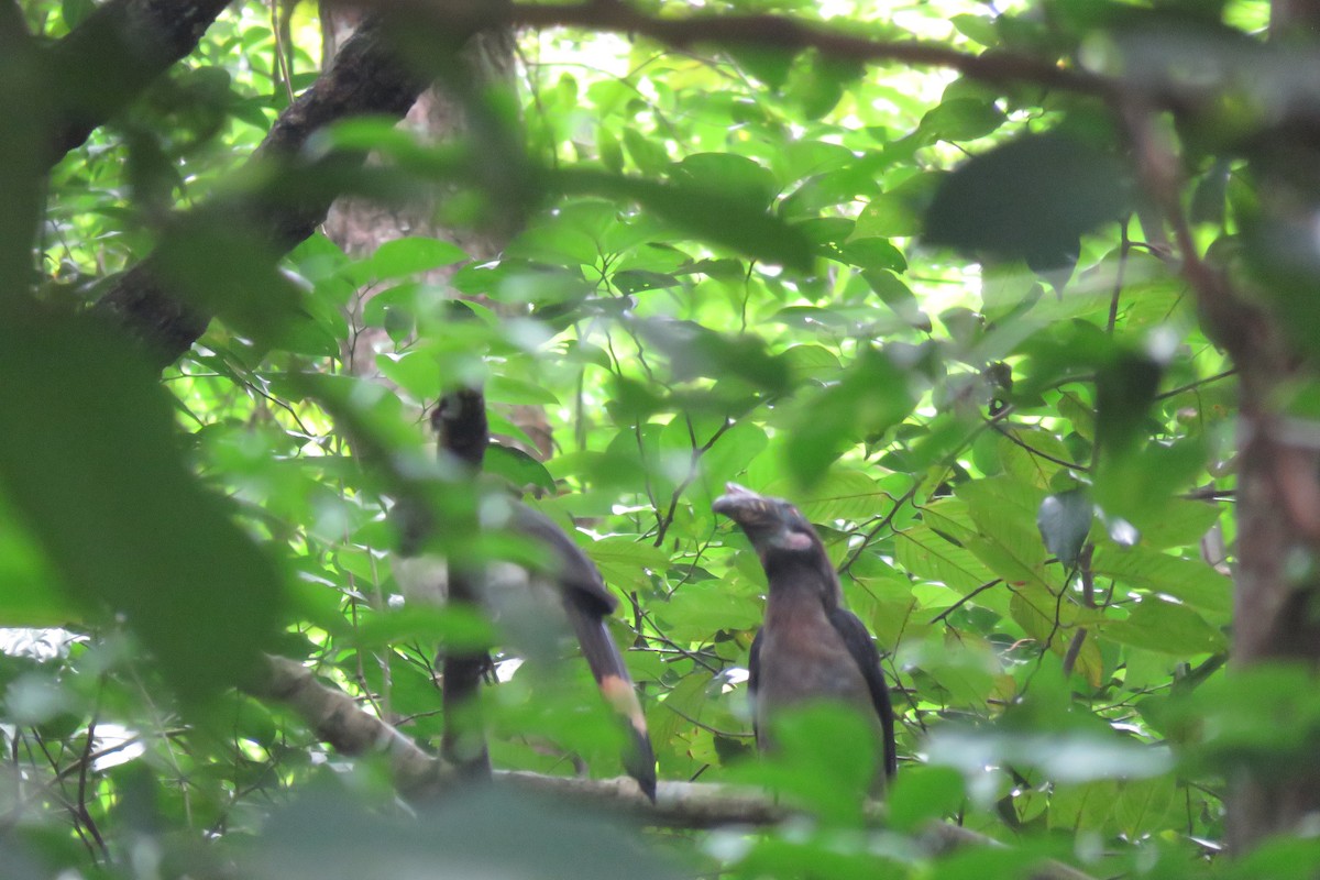 Luzon Hornbill - ML638012770