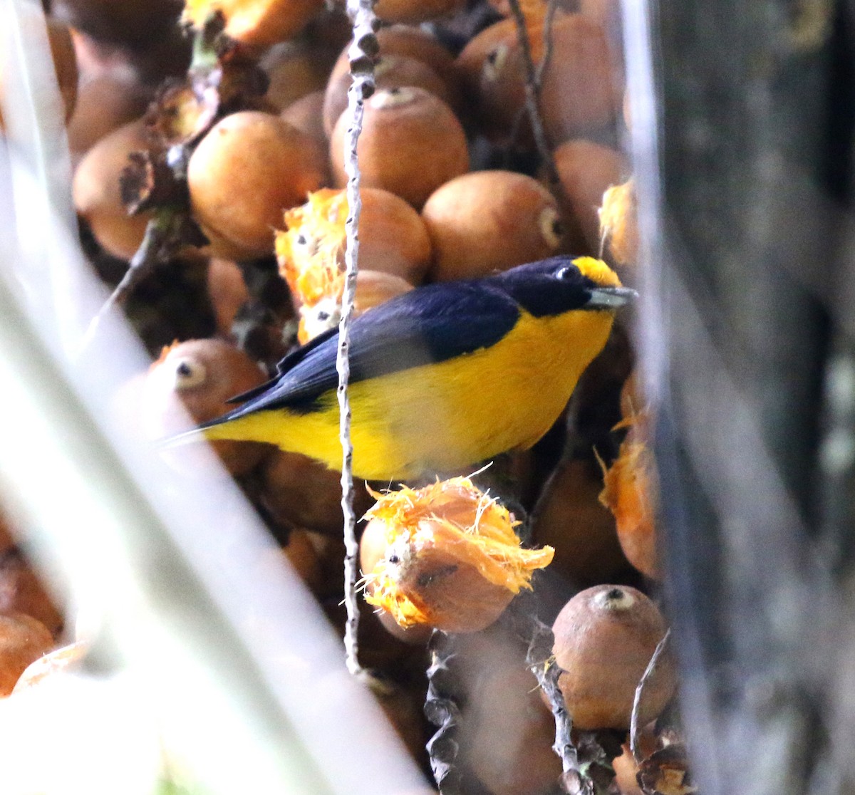 Violaceous Euphonia - ML638012777