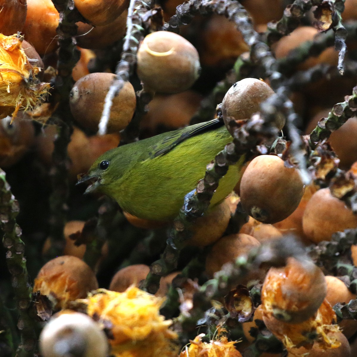 Violaceous Euphonia - ML638012778