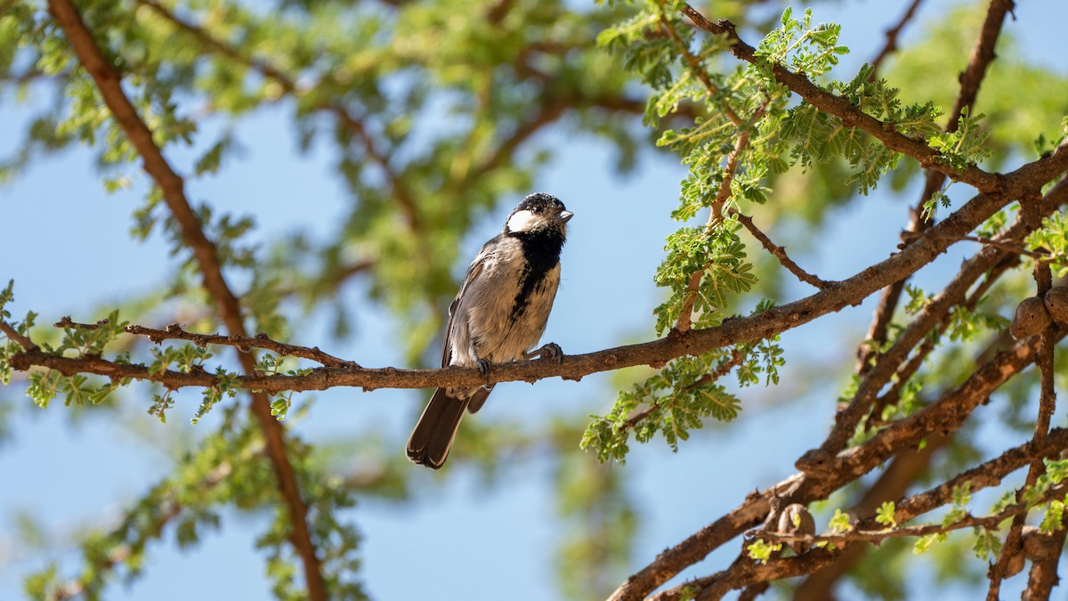 Somali Tit - ML638012784