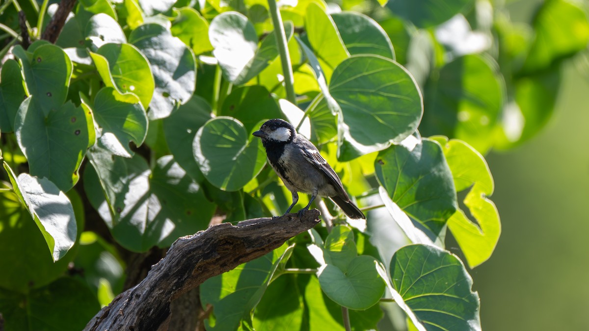 Somali Tit - ML638012785