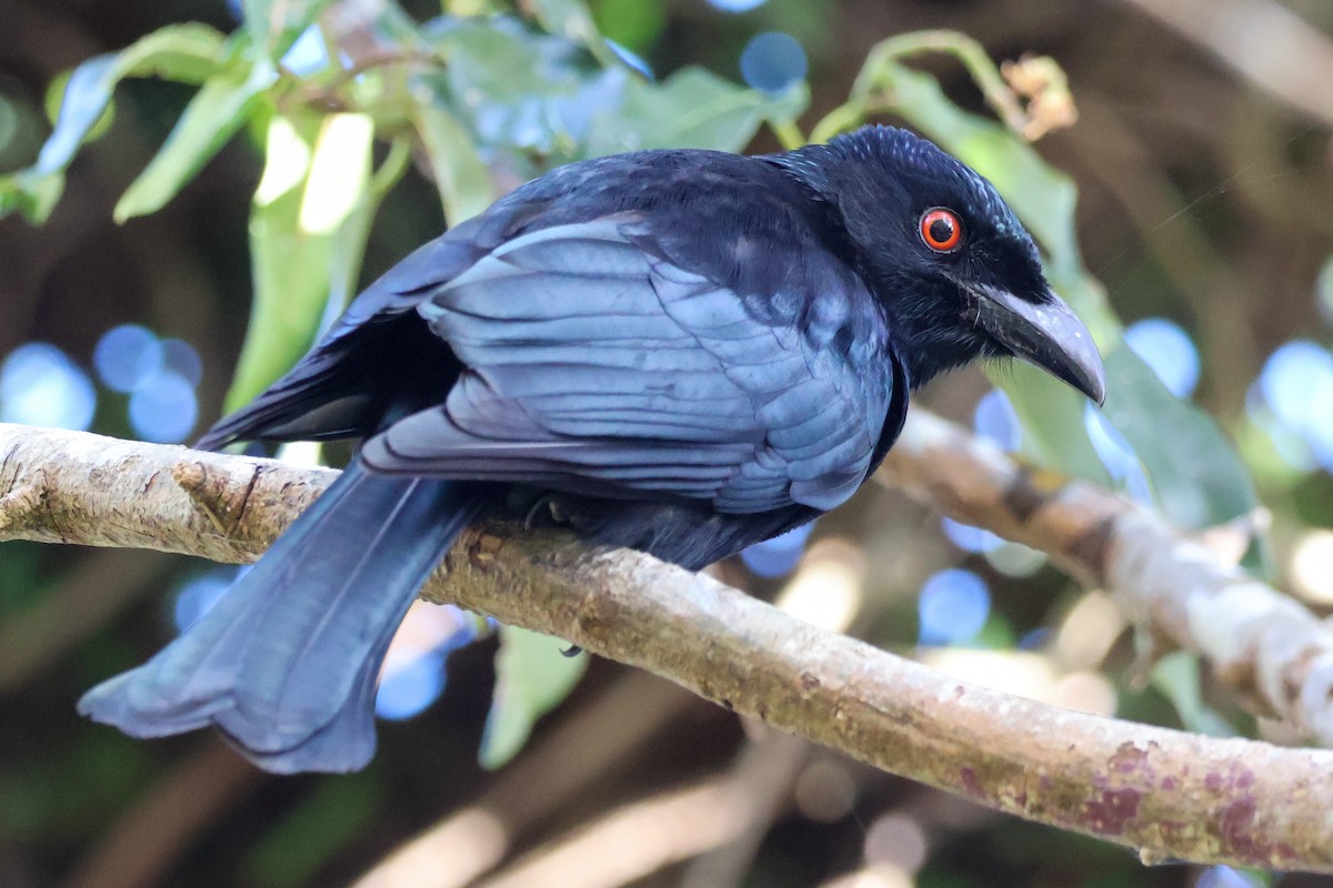 Spangled Drongo - ML638012797