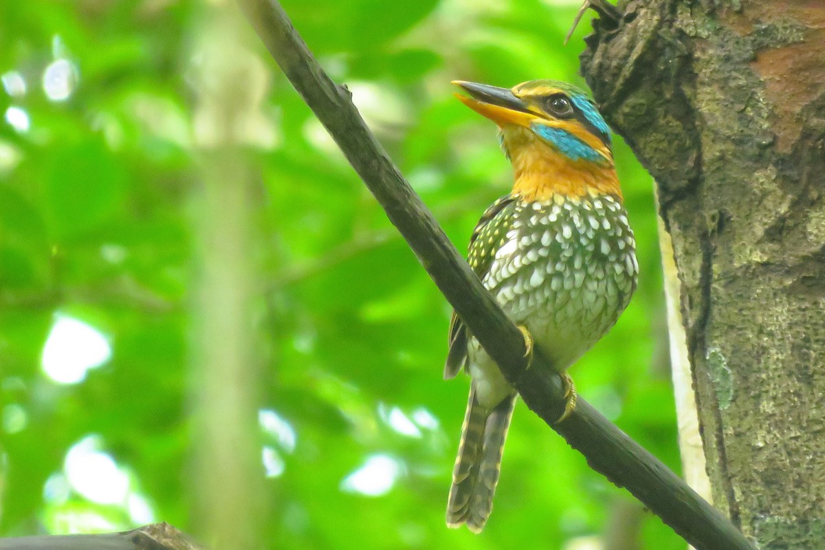 Spotted Kingfisher - ML638012804