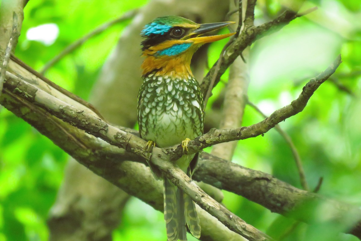 Spotted Kingfisher - ML638012805