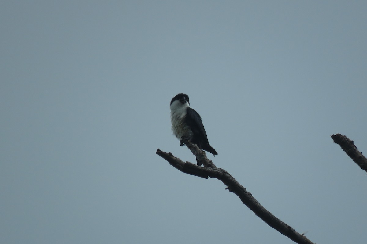 Philippine Falconet - ML638012811
