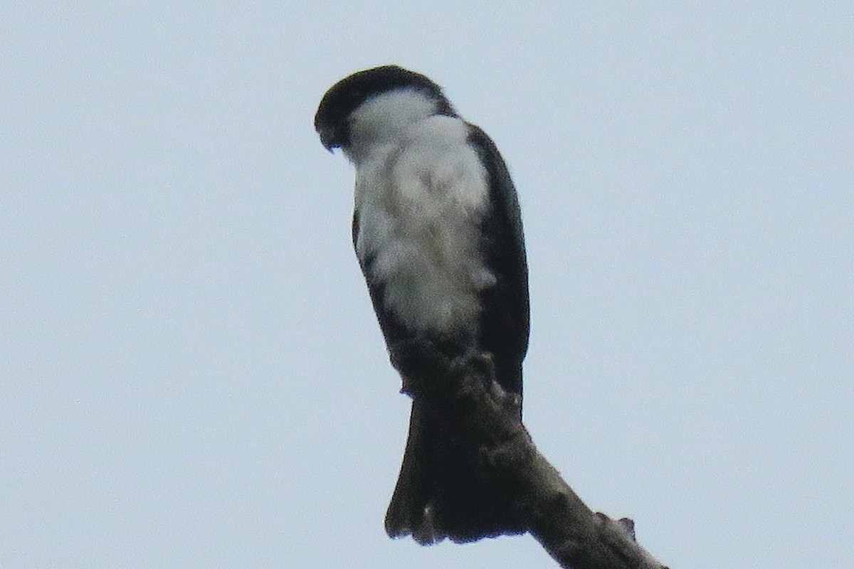 Philippine Falconet - ML638012812